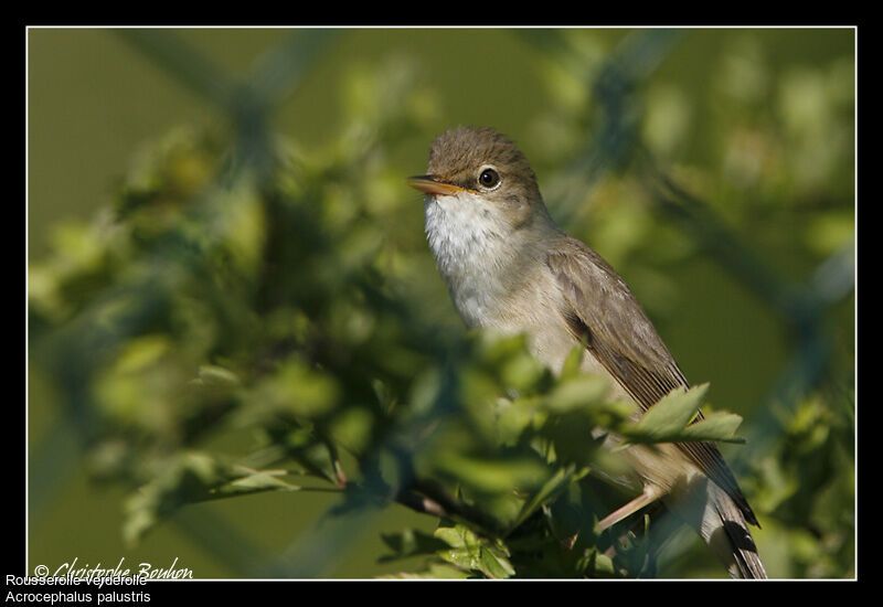 Marsh Warbler