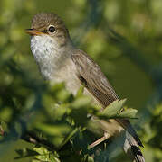 Marsh Warbler