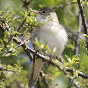 Marsh Warbler