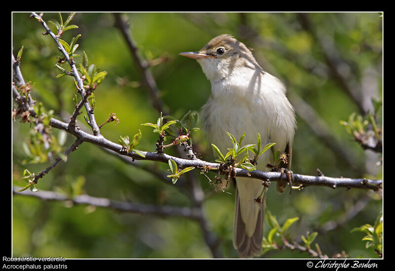 Marsh Warbler, identification