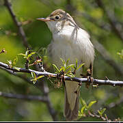 Marsh Warbler