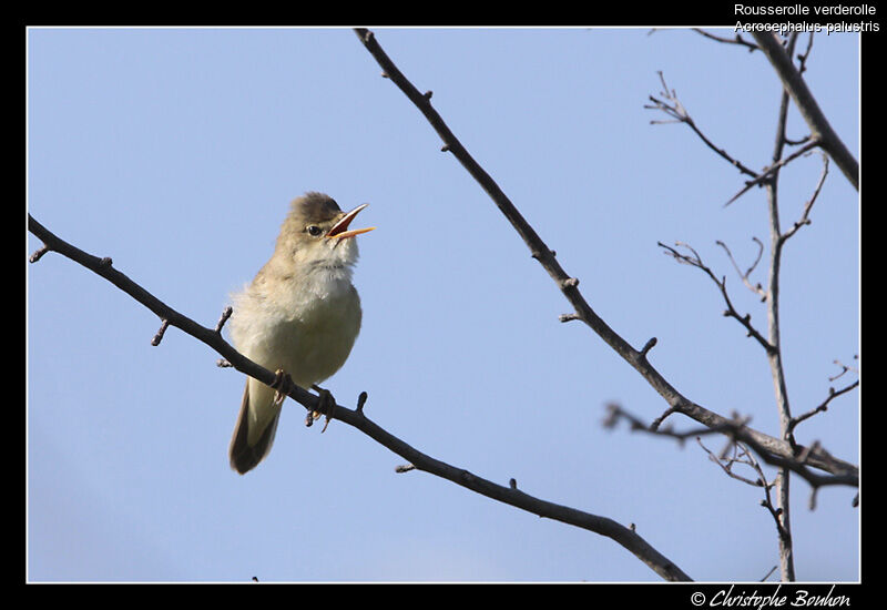 Marsh Warbler, identification