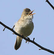 Marsh Warbler