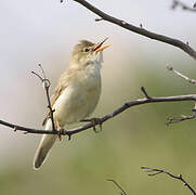 Marsh Warbler