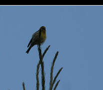 European Serin