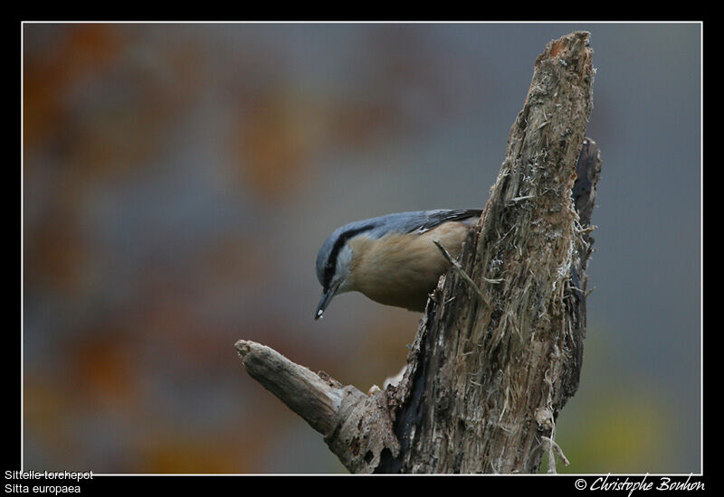 Eurasian Nuthatch