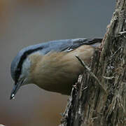 Eurasian Nuthatch