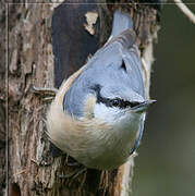 Eurasian Nuthatch