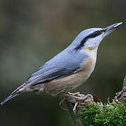 Eurasian Nuthatch