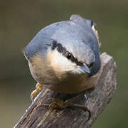 Eurasian Nuthatch