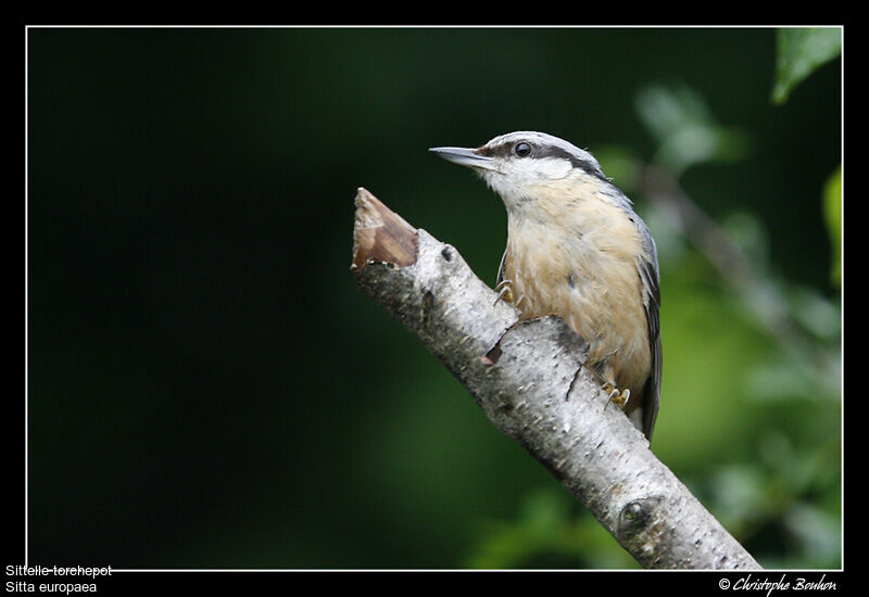 Eurasian Nuthatch, Behaviour