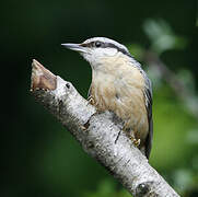 Eurasian Nuthatch