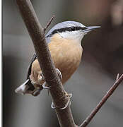 Eurasian Nuthatch