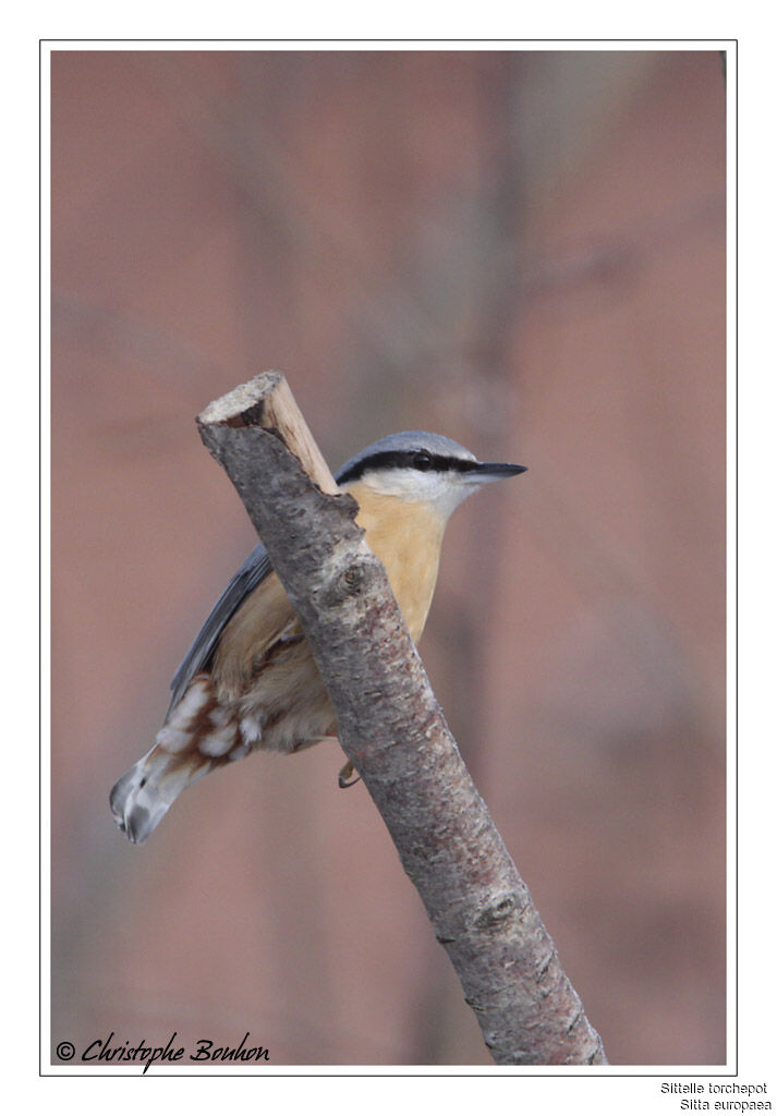 Eurasian Nuthatch, identification