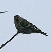 Common Redpoll