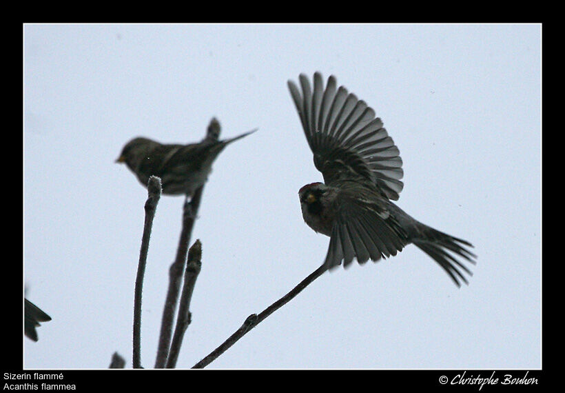 Common Redpoll