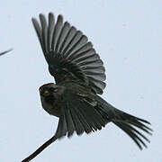 Common Redpoll