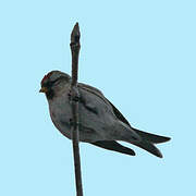 Common Redpoll