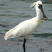 Eurasian Spoonbill