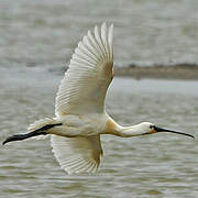 Eurasian Spoonbill