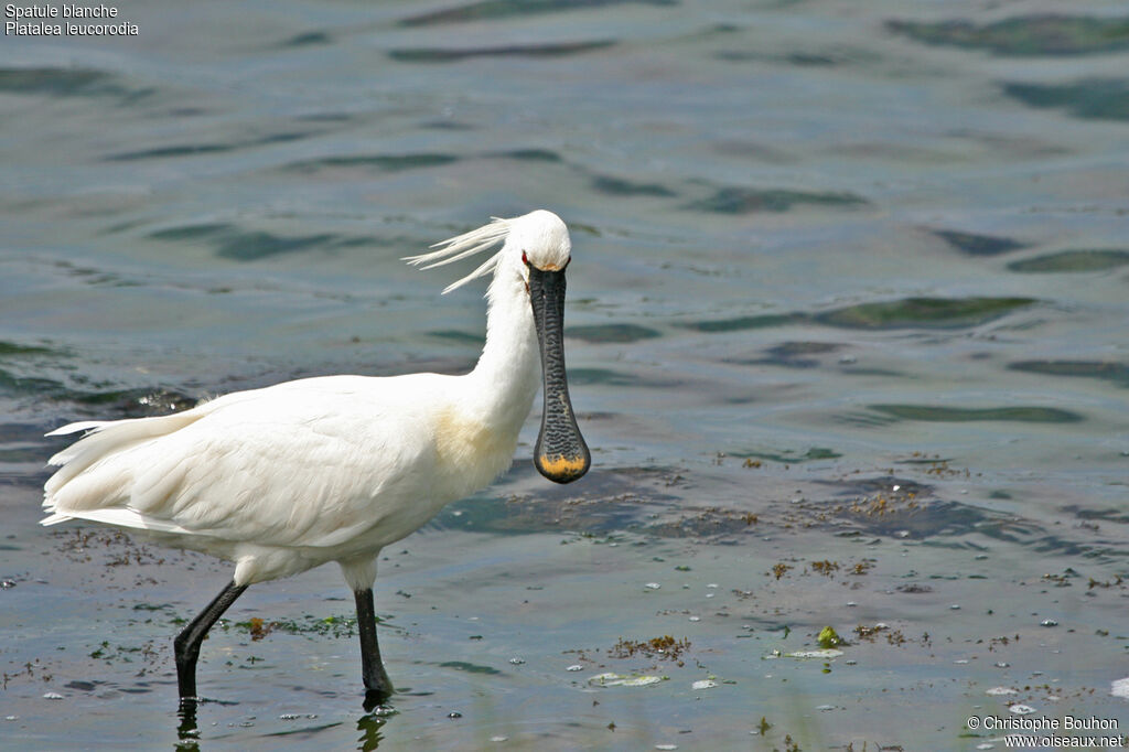 Eurasian Spoonbill