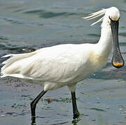 Eurasian Spoonbill