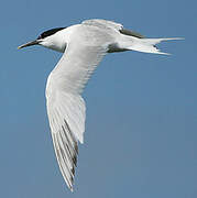 Sandwich Tern