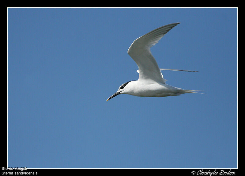 Sandwich Tern