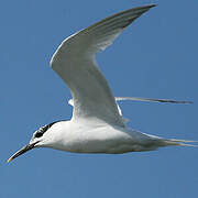 Sandwich Tern