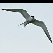 Common Tern