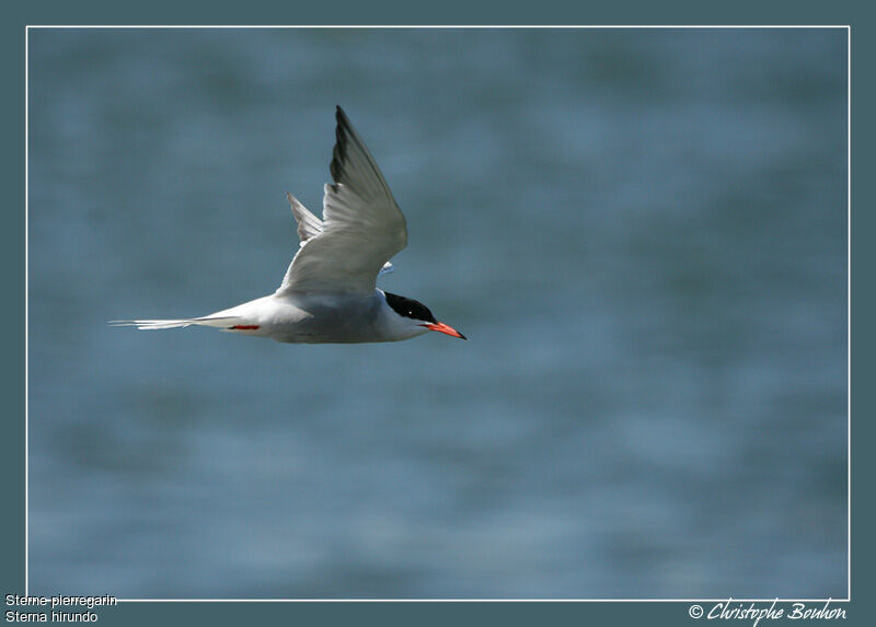 Common Tern