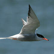 Common Tern