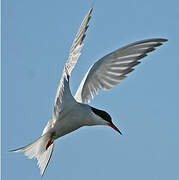 Common Tern