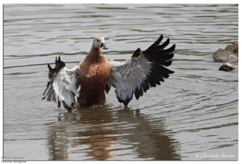 Ruddy Shelduck, identification