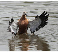 Ruddy Shelduck