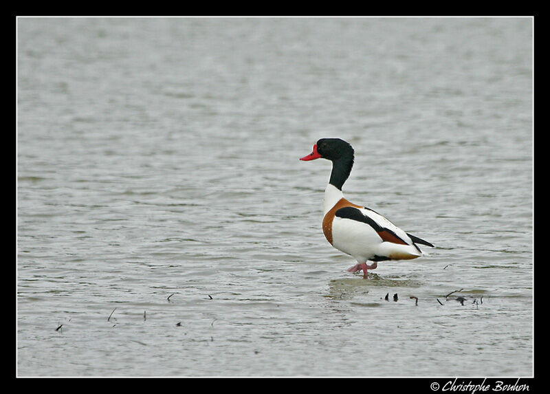 Common Shelduck