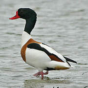 Common Shelduck