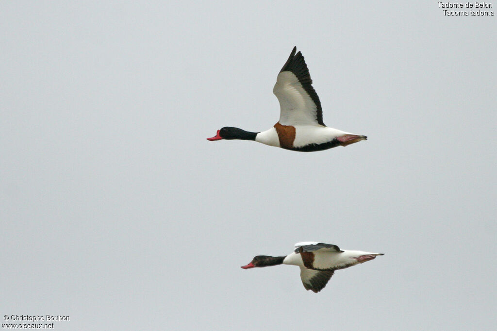 Common Shelduckadult