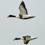 Common Shelduck