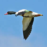 Common Shelduck