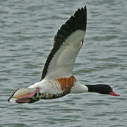 Common Shelduck