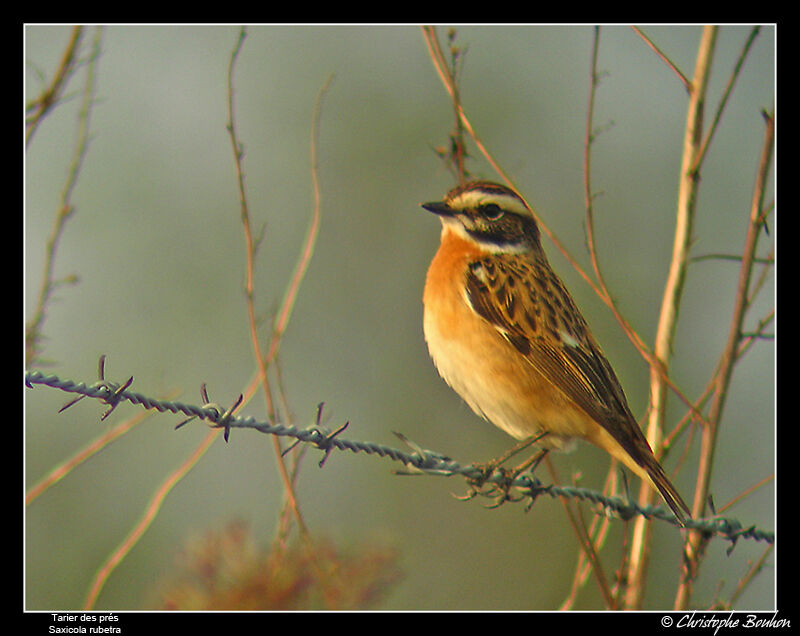 Whinchat