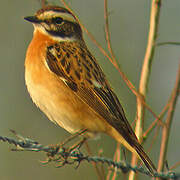 Whinchat