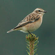 Whinchat