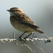 Whinchat