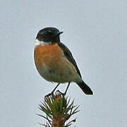 European Stonechat