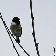 European Stonechat