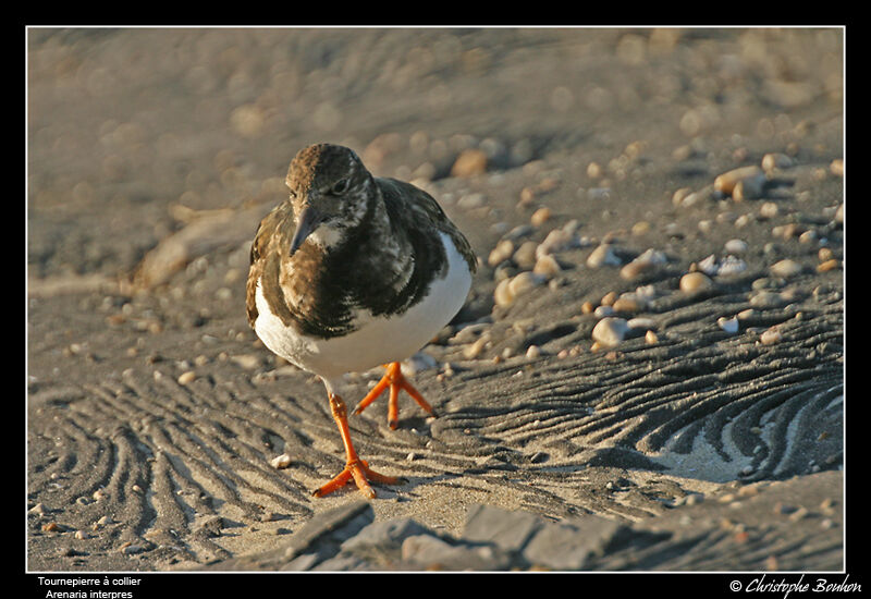 Ruddy Turnstone