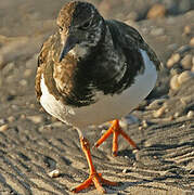 Ruddy Turnstone