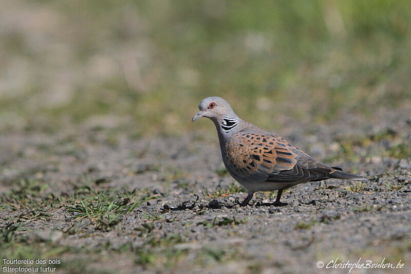 Tourterelle des bois, identification